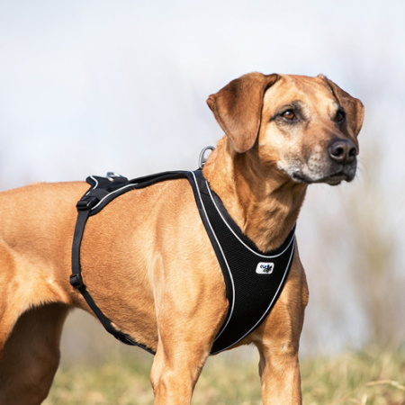 Πρωτοποριακό υφασμάτινο στηθόλουρο για μεγαλόσωμους σκύλους - Curli Belka Comfort Harness