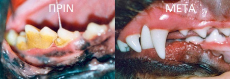 Σκόνη για προστασία δοντιών και στοματικής κοιλότητας σε σκύλους - Plaque Off Dogs 60g
