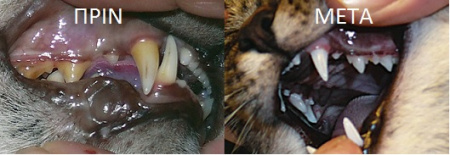 plaque-off-soft-chews-cat