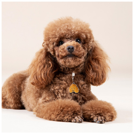 tautotita-xaragmena-stoixeia-pountl-my-family-friends-poodle