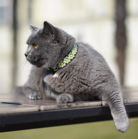 Πολύχρωμο πλεκτό περιλαίμιο γάτας ποιότητας και αντοχής από σχοινί Paracord - Unicord Flower Power