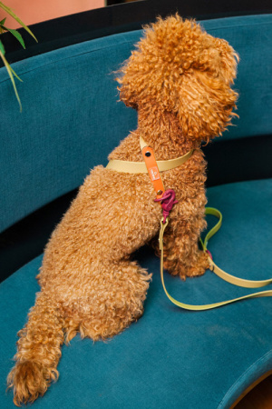 Αδιάβροχο σαμαράκι σκύλου - Unicord Colour Blocking Λαδί Μπορντό