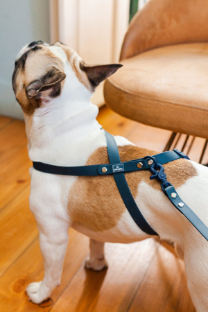 Αδιάβροχο σαμαράκι σκύλου - Unicord Colour Blocking Μπλε