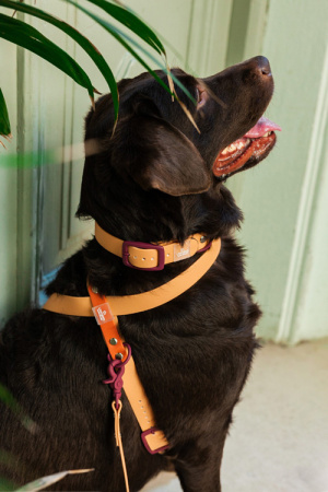 Αδιάβροχο σαμαράκι σκύλου - Unicord Colour Blocking Ροζ Μπορντό