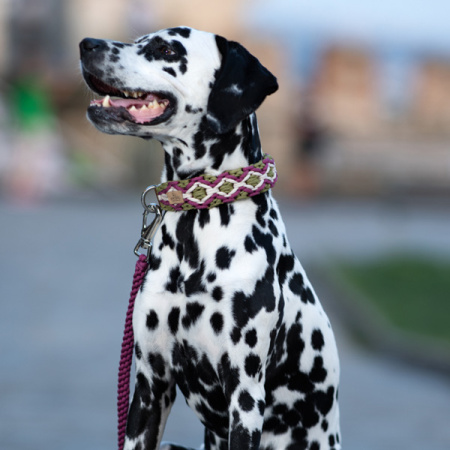 Πολύχρωμο πλεκτό περιλαίμιο σκύλου ποιότητας και αντοχής από σχοινί Paracord - Unicord Knitted Diamond