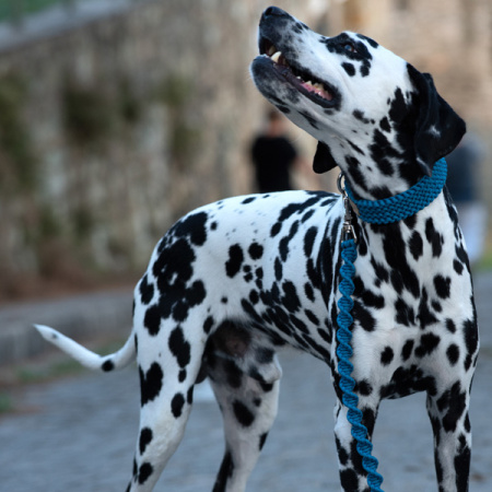 Μπλε πλεκτός οδηγός σκύλου ποιότητας και αντοχής από σχοινί Paracord - Unicord Knitted Braid Blue