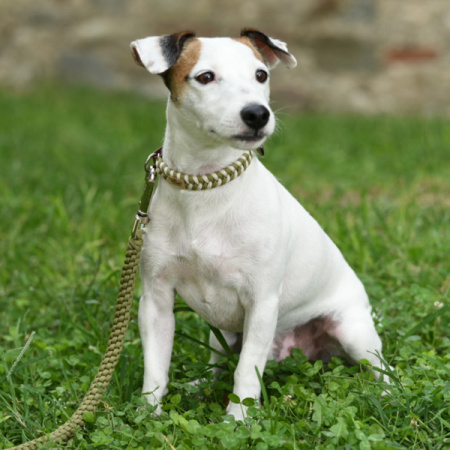 Πολύχρωμο πλεκτό περιλαίμιο σκύλου ποιότητας και αντοχής από σχοινί Paracord - Unicord Lollipop