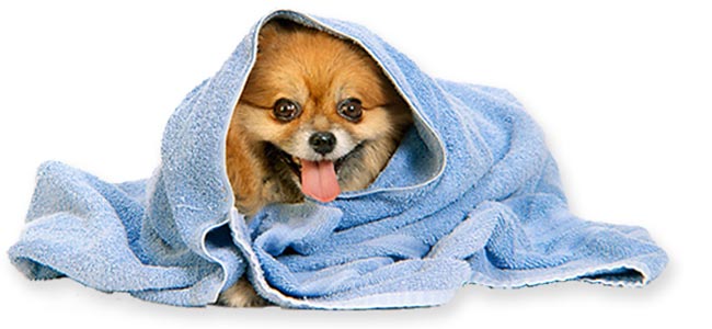 Πετσέτες Σκύλου